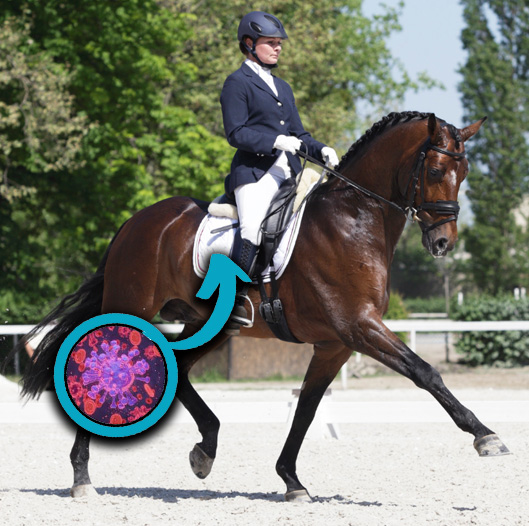 désinfection-équipement-cheval-textiles-photoactive-equine