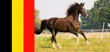 cheval-bai-belgique