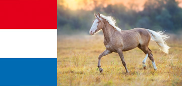 cheval-palomino-pays-bas