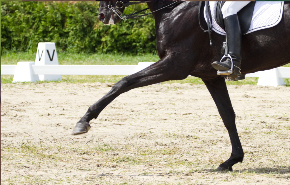 dressage cheval noir
